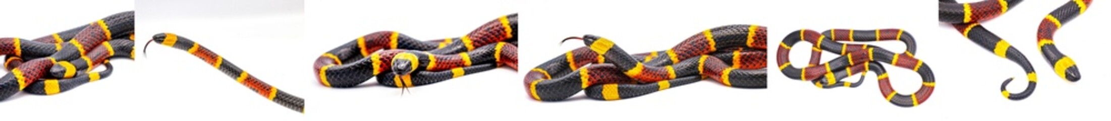 Many views of Venomous Eastern coral snake - Micrurus fulvius - close up macro of head, eye, tongue...