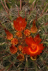 Barrel Cactus Blossoms 3