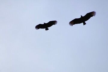 Two Vultures in flight