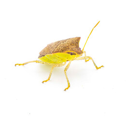 Young Euschistus obscurus - the pale lined stink bug, is a species in the family Pentatomidae. Yellow lime green and brown colors. Isolated on white background front profile view