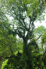 Fototapeta premium Pine forests