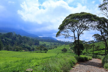 Pine forests