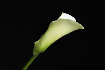 Beautiful calla lily flower on black background