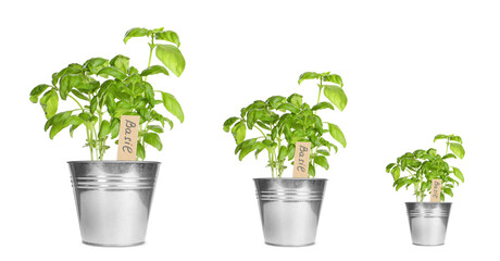 Basil growing in pots isolated on white, different sizes