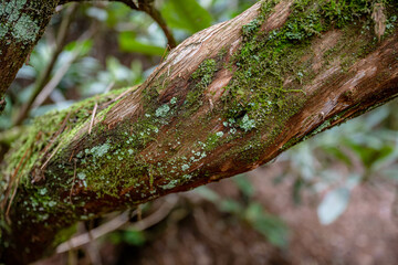 forest