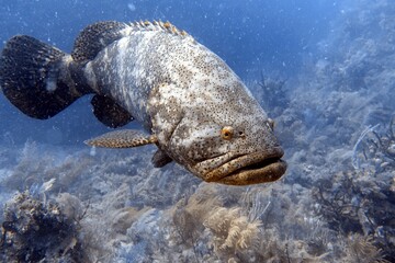 Fish in Ocean: Atlantic Goliath Grouper