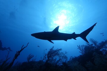 Fish in Ocean: Caribbean Reef Shark