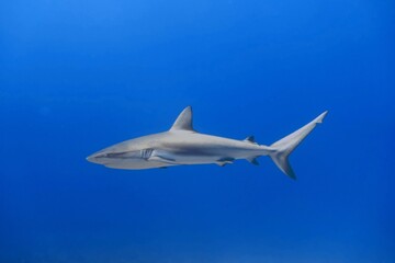 Fototapeta na wymiar Fish in Ocean: Caribbean Reef Shark