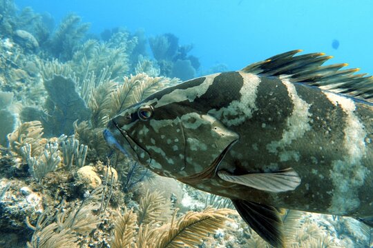 Fish in the ocean: Nassau Grouper