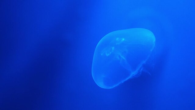 Jellyfish floating in deep blue water. Beautiful jellyfish, with transparent bell-shaped bodies illuminated by the blue fluorescen
