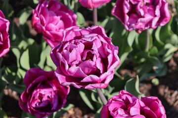 Closeup of beautiful purple Didier’s tulips