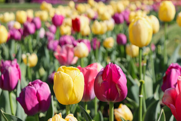 Closeup of two beautiful yellow and pink tulips amongst field of multicolored tulips