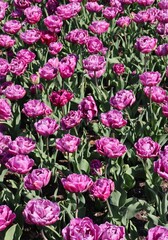 Field of beautiful purple Didier’s tulips