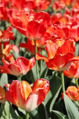 Field of beautiful red tulips