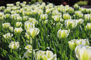 Field of beautiful white tulips