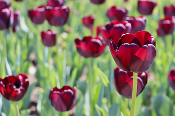 Closeup of beautiful dark red/purple tulip in field of tulips