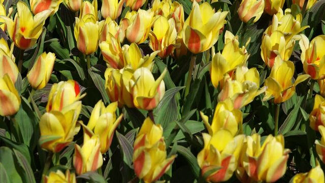 Yellow tulip field in Holland, Netherlands. Yellow and red tulips Double Monsella. beautiful flowers animated background