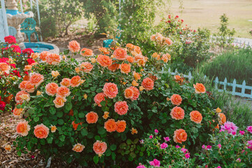 Orange roses