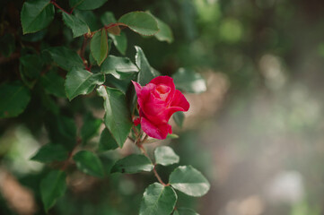 red rose in garden