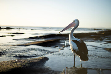 Pelican on the Beach