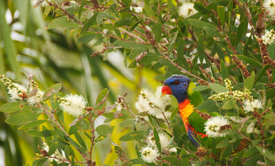 Rainbow Lorikeet