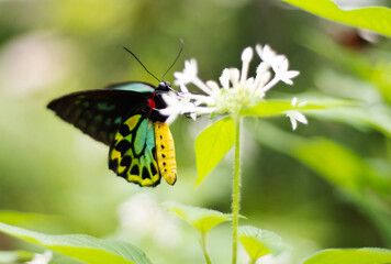 Birdwing Butterfly