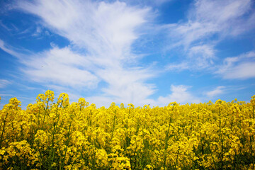 Obraz premium 青い空と菜の花畑 その2