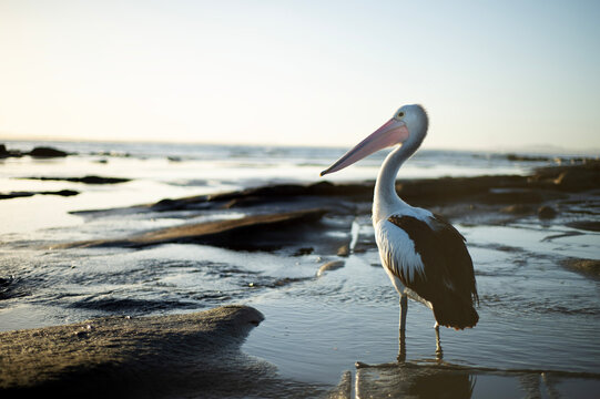 Pelican on the Beach