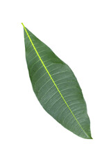 Obraz premium green leaf transparent