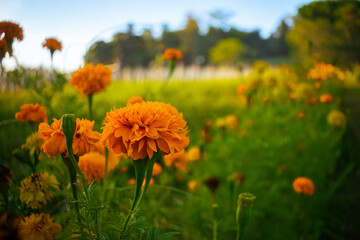 Marigolds in the garden on a bright, sunny day