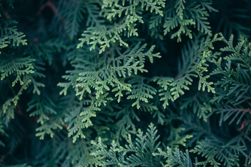 Fototapeta na wymiar natural background of green leaves