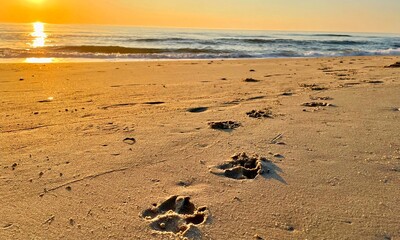 Dog footprints in sand on beach at sunset