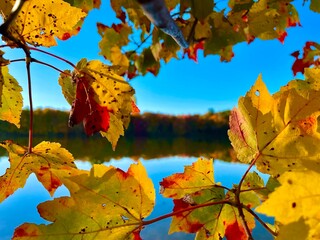 Autumn lake with foliage 