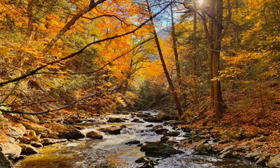 river in autumn forest