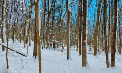 Snowy forest winter wonderland