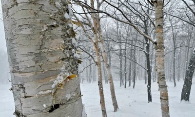 Birch Tree in snow covered forest