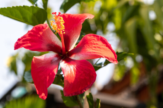 Red Hibiscus flower