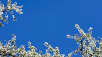 White Spring Flowering Tree Branches Framing Blue Sky with Copy Space