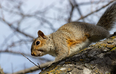 Squirrel Climbing Down A Tree Branch, Looking at You