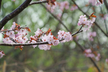 明治公園の桜４