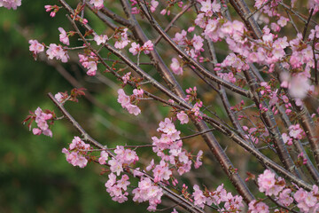 明治公園の桜３