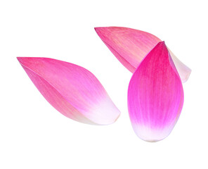 Fototapeta na wymiar lotus flower transparent png