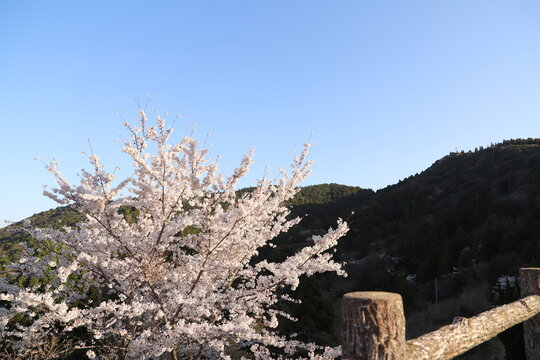 Cherry blossoms  桜・満開 桜の開　花イメージ　日本の花　サクラ