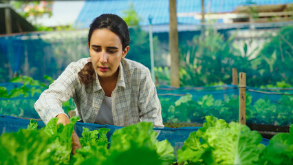 Female farmer checking vegetable in farm. Checking green leaf and smile with happy. Farmer, Lifestyle, Nature, Working, Environment and Summer concept.