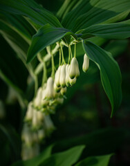 Detail of blooming polygonatum multiflorum, Solomon's seal, David's harp, ladder-to-heavenin its natural environment with leaf and bell like flower bud. Copy Space. Selective Focus. Natural Background