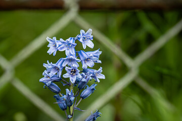 blue bell plant bloom petals behind a fence with copy space and selective focus as natural,...