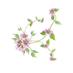 Fototapeta premium Watercolor drawing, lush bouquet of tulips. Illustration for the design of gifts, cards and packaging.