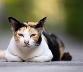 Tricolor cat lying on the ground and looking at the camera