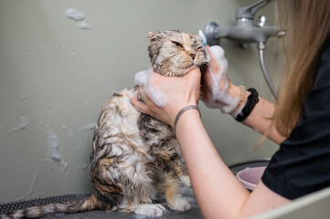 Woman shampooing a tabby gray cat in a grooming salon.  - obrazy, fototapety, plakaty