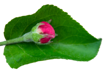 Red bud lying on a green leaf isolated on transparent background.